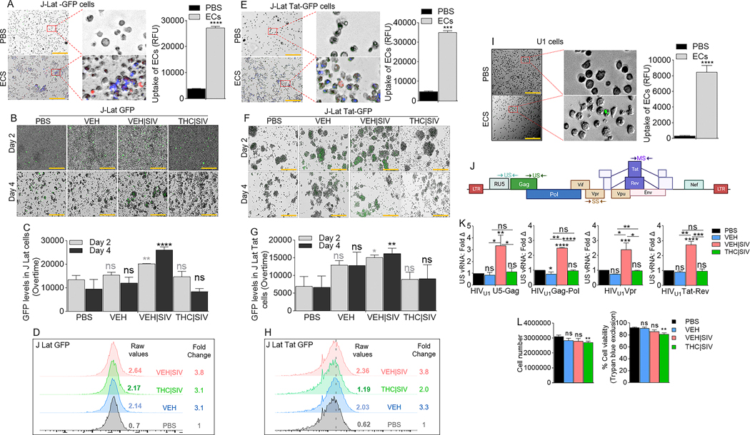 Basal ganglia derived ECs activate HIV latently infected cells.A) Representative microscopic images of DIR-labeled ECs internalized by J-Lat -GFP cells (left) and the level of internalized ECs (bars, right). B) Representative microscopic images of EC-treated J-Lat -GFP cells showing HIV reactivation (GFP expression, green) after 4 days of treatment. Representative data from day 4 treatment presented. C) The level of HIV reactivation analyzed by microscopy was quantified on days 2 and 4. D) Flow cytometry analysis of HIV reactivation (GFP expression, green) after 4 days of treatment. Numbers indicate raw values (left) or fold change (treatment/PBS) (right). E) Microscopic image of internalized DIR-labeled ECs by J-Lat Tat-GFP cells (left) and the level of internalized ECs (bars, right). F) Microscopic images of EC-treated J-Lat -GFP cells showing HIV reactivation (GFP expression, green) after 4 days of treatment. Representative data from day 4 treatment presented. G) The level of HIV reactivation analyzed by microscopy was quantified on days 2 and 4. H) Flow cytometry analysis of HIV reactivation (GFP expression, green) after 4 days of treatment. Numbers indicate raw values (left) or fold change (treatment/PBS) (right). I) Microscopic image of internalized SYTO RNASelect green fluorescent-labeled U1 cells (left) and the level of internalized ECs (bars, right). J) HIV genome showing the different HIV genes. Arrows indicate the positions of forward and reverse primers used in the analysis of HIV transcription. K) RT-qPCR analysis of the levels of intracellular viral RNA. Four HIV (unspliced [U5-Gag, Gag-Pol], singly spliced [Vpr], and multiply spliced [Tat-Rev]) transcripts were measured. L) Analysis of cell density following 4-day treatment with ECs as assessed by cell number (left) and trypan blue exclusion assay (right). All experiments were repeated three times. Statistical differences were assessed by ordinary one-way ANOVA with Tukey’s correction and by Binary Student’s t tests (Welch’s correction). **** p < 0.001, *** p < 0.005, ** p < 0.01, * p < 0.05, and ns = non-significant. Scale bars (horizontal orange lines) = 200 μm.