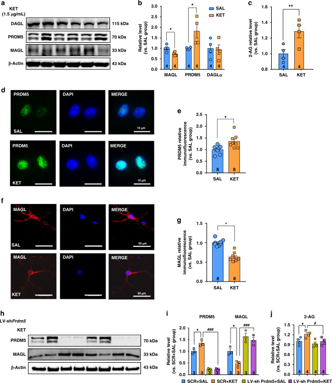 Ketamine increases the 2-AG level in the primary cultured SPNs.a, b Ketamine decreased MAGL expression (unpaired two-tailed t test, t(6) = 2.732, P = 0.0341) but increased PRDM5 expression in the cultured SPNs (unpaired two-tailed t test, t(6) = 2.527, P = 0.0449). Ketamine did not affect DAGL expression (unpaired two-tailed t test, t(6) = 0.1882, P = 0.8569). c Ketamine increased the 2-AG level in the cultured SPNs (unpaired two-tailed t test, t(6) = 2.951, P = 0.0256). d Representative immunofluorescent images of PRDM5 (green) and DAPI (blue). e Ketamine increased PRDM5 expression (unpaired two-tailed t test, t(14) = 2.89, P = 0.0119). f, g Representative immunofluorescent images of MAGL (red) and DAPI (blue). Ketamine decreased MAGL expression (unpaired two-tailed t test, t(14) = 7.16, P < 0.0001). Compared to SAL group, *P < 0.05, **P < 0.01. h, i LV-shPrdm5 restored MAGL expression downregulated by ketamine (one-way ANOVA, followed by Dunnett’s multiple comparisons test: PRDM5 F(3,8) = 95.58, P < 0.0001; VEH + KET vs. VEH + SAL, P = 0.0071, VEH + KET vs. LV-shPrdm5 + KET, P < 0.0001; MAGL F(3,8) = 20.09, P = 0.0004; VEH + KET vs. VEH + SAL, P = 0.0299, VEH + KET vs. LV-shPrdm5 + KET, P = 0.0008). j LV-shPrdm5 reversed ketamine-elevated 2-AG level (one-way ANOVA, followed by Dunnett’s multiple comparisons test, F(3,12) = 5.395, P = 0.0139; VEH + KET vs. VEH + SAL, P = 0.0386, VEH + KET vs. LV-shPrdm5 + KET, P = 0.0364). Compared to SCR + SAL group, *P < 0.05; compared to SCR + KET group, #P < 0.05, ###P < 0.001. Data are shown as mean ± SEM. SAL saline, KET ketamine. Source data provided as a Source Data file.