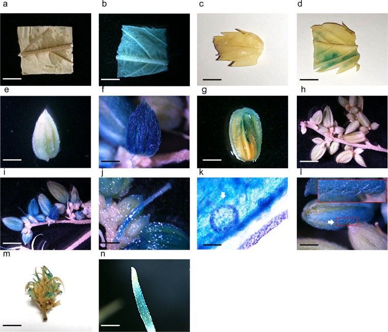 GUS staining in various CRS-1 tissues/organs. The pEarleyGate 101-uidA transformed Agrobacterium GV3101 culture that contains 0.015% of Silwett L-77, 0.05% of Pluronic F-68 and 5 mM of ascorbic acid was vacuum infiltrated for 10 minutes after 30 seconds of sonication. The pictures of GUS stained tissues/organs were taken 4 days after infiltration. (a) Control hemp leaf discs (bar 500 µm). (b) Agroinfiltrated leaf discs (bar 500 µm). (c) Control mature leaf (bar 15 mm). (d) Agroinfiltrated mature leaf (bar 15 mm). (e) Control pollen sac (bar 600 µm). (f) Agroinfiltrated pollen sac (bar 600 µm). (g) Agroinfiltrated anthers and sepals (bar 120 µm). (h) Control pollen sac clusters (bar 200 µm). (i) Agroinfiltrated pollen sac clusters (bar 200 µm). (j) Agroinfiltrated filaments (bar 120 µm). (k) Agroinfiltrated pollen (bar 25 µm). (l) Agroinfiltrated nonglandular trichomes (bar 400 µm). (m) Agroinfiltrated female flower (bar 13 mm). (n) Agroinfiltrated pistil (bar 300 µm). Arrows indicate pollen grain and nonglandular trichomes in (k,l), respectively.