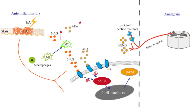 Mechanistic illustration of EA-Induced analgesia via CB2 Receptor-mediated AMPK activation in macropahges of inflamed skin tissue