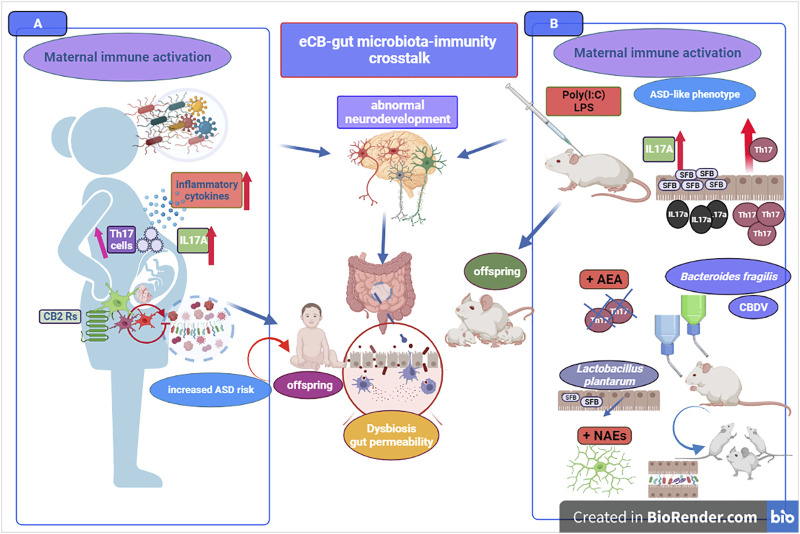 The figure portrays some key elements of the eCB signaling-gut microbiota-immune system crosstalk. Immune dysfunction can be a driving pathogenetic mechanism in ASD, with a strong deleterious impact on neuroinflammation, neurodevelopment and derangement of gut microbiota. Maternal immune activation (MIA) in pregnant mothers (A) and MIA-induced ASD-like mouse model (B) are both paradigmatic of increased ASD risk. Pathogens-induced deficits of systemic immune-regulation 1 provides an elevated level of explanation and isomorphism between ASD risk in humans and its simulation in mice. On the left panel (A), exposure to several types of infectious agents (e.g., herpes simplex virus type 2, cytomegalovirus) during pregnancy is responsible of immune activation and immune-regulatory deficits (e.g., auto-antibody production and/or increase of Th17 cells) as well as of the overproduction of maternal inflammatory cytokines (e.g., IL17A). Immune-regulatory dysregulation during pregnancy contributes to maternal dysbiosis and altered microbiota composition, with detrimental impact on fetal microglia motility and states of activation of microglial cells. The neuroinflammatory maternal and fetal environment elevates the risk of abnormal neurodevelopment and ASD diagnosis with offspring showing marked derangement of gut microbiota. On the right panel (B), the ASD-like MIA mouse model corroborates the hypothesis of early developmental and inflammatory adverse events in ASD etiology. Abnormal neurodevelopment, microglia morphological alterations and changes of offspring gut microbiota are common mechanisms in humans and mice models. Pro-inflammatory and immune challenges (e.g., Poly(I:C), LPS) trigger neurodevelopmental deficits in the offspring, with alteration of sociability and chronic neuroinflammation. For instance, microbiota segmented filamentous bacteria (SFB) produce an increase of Th17 activation (including IL17a production) but mice lacking SFB do not develop ASD-like symptoms. L. plantarum decreases SFB and supplementation with Bacteroides fragilis induces recovery from social communication deficit and damage to intestinal permeability. The crosstalk between eCBs bioactive lipids and ASD is further supported by the shift of microglia towards an anti-inflammatory phenotype and improve of ASD symptoms following the increase of NAEs-mediated signaling.