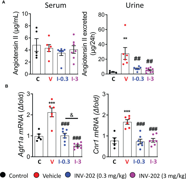 INV-202 treatment effects on angiotensin II excretion. (A) Serum and urinary angiotensin II concentration. (B) Agtr1a and Cnr1 mRNA expression that codes for the angiotensin II receptor and the cannabinoid 1 receptor, respectively. Statistical significance versus nondiabetic control: **p < 0.01; ***p < 0.001; versus vehicle: ##p < 0.01; ###p < 0.001; versus INV-202 group, 0.3 mg/kg: & p < 0.05. C: non-diabetic control mice, V: Vehicle-treated diabetic mice, I-0.3: INV-202-treated diabetic mice (0.3 mg/kg), I-3: INV-202-treated diabetic mice (3 mg/kg).
