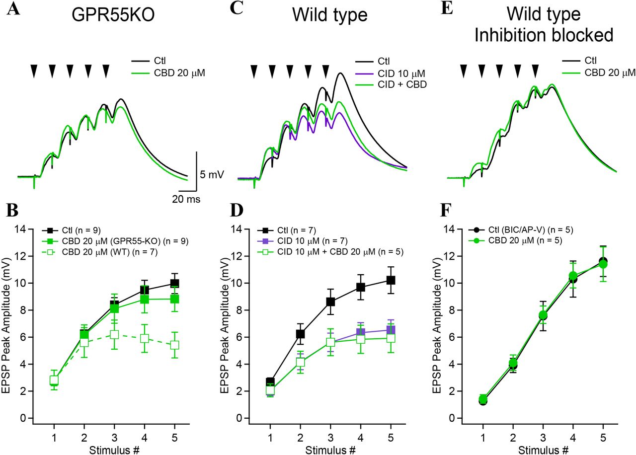 Cannabidiol antagonizes GPR55 and requires synaptic inhibition to decrease the propagation of high-frequency activity.A, Synaptic potentials recorded in control (black) and in the presence of CBD (green) for experiments performed in slices obtained from GPR55-KO animals (60 consecutive traces averaged for both conditions). B, Synaptic potentials amplitudes as a function of stimulus number. Dotted green trace shows synaptic potential amplitude after CBD in WT animals. C, Examples of burst potentials and analysis of their amplitude (D) recorded in wild-type animals before (black) and after (magenta) the application of the selective GPR55 inverse agonist CID-16020046 (10 µM) followed by the combination of CID and CBD (green, average of 60 consecutive sweeps shown for all conditions). E, Burst potentials recorded in presence of bicuculine (10 µM) and AP-V (50 µM) to block GABAA receptors and NMDAR, respectively. Experiments were performed in WT animals. F, Group data from 5 neurons shows that CBD had no effect on synaptic potentials when GABAA receptors were blocked, indicating the CBD requires intact synaptic inhibition to decrease burst potential amplitude. Data points show mean ± SEM.