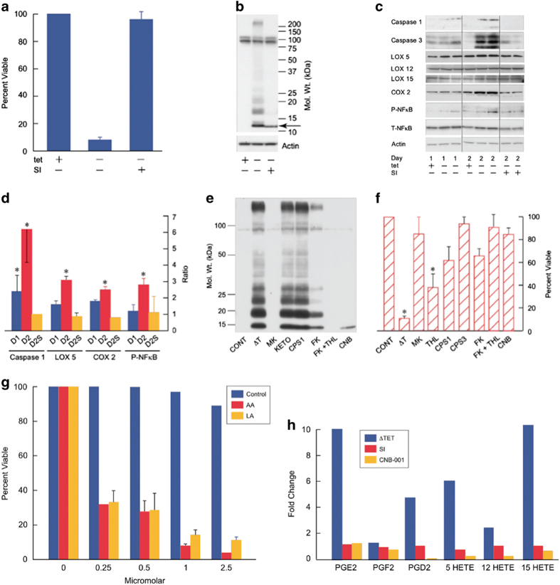 Intraneuronal Aβ induces an inflammatory response that is potentiated by arachidonic and linoleic acids. (a) MC65 cells were induced to make intracellular Aβ by the removal of tet (tet−) from the culture medium in the presence (SI+) or absence (SI−) of 10 μmol/l γ-secretase inhibitor 10 (Calbiochem) and cell death assayed on day 4. (b). Expression of intracellular Aβ using 6E10 antibody on day 2 in same conditions as in a. Arrow indicates C99 and the 100 kDa band is APP. (c) MC65 cells were induced to make Aβ (−tet) or uninduced (+tet) in the presence or absence of 10 μmol/l γ secretase inhibitor (SI) 1 and 2 days later proteins were assayed by western blotting. (d) Protein amount was quantified and normalized either to actin or in the case of phosphorylation to the total protein. D1=Day 1, D2=Day 2, D2S=Day 2+SI. (e) Western blot of Aβ two days after tet withdrawal (ΔT) in the presence of MK806 (MK, 1 μmol/l), ketorolac (KETO, 10 μmol/l), caspase 1 inhibitor (CPS 1, 50 μmol/l), FkG 11 (FK, 5 μmol/l), THL (5 μmol/l) or CNB-001 (CNB, 1 μmol/l). (f) Cells were incubated for 4 days in the presence of the caspase 1 inhibitor (CPS1) Z-YVAD-FMC (50 μmol/l), caspase 3 inhibitor (CPS3, 50 μmol/l), Z-DEVD-FMk (50 μmol/l) or the compounds in e. The percent viable cells is presented. *P<0.01, n=3–5. (g) MC65 cells were induced to make Aβ in the presence of increasing amounts of LA or AA and cell death was measured on day 2 instead of day 4 when the cells normally die. The control is cells without tet. All changes with AA or LA: P<0.01, n=4. (h) MC65 cells were grown in the absence of tet (ΔT) with 100 nmol/l J147 or 10 μmol/l γ secretase inhibitor (SI) and eicosanoid accumulation assayed in the culture medium 2 days later, and presented as fold change relative to uninduced cells. Baseline values (fmole/2×106 cells) are: PGE2, 49; PGF2, 1315; PGD2, 257; 5-HETE, 11; 12 HETE, 101; 15 HETE, 28. These data are from a single experiment, but similar results were obtained in three independent experiments. The absolute amounts of extracellular eicosanoids varied, but the relative changes within the individual experiments were similar (see the separate experiment in Figure 2). APP, amyloid precursor protein; Aβ, beta amyloid.