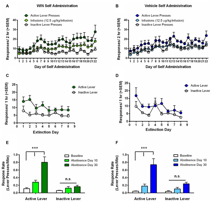 Adolescent self-administration behaviors. (A) Rats self-administering WIN throughout adolescence showed clear discrimination between active and inactive lever responses over days, and rats earned significantly more infusions relative to inactive lever presses. (B) Rats self-administering vehicle showed a smaller, but significant differentiation between active and inactive lever responses, but no difference between inactive lever presses and infusions earned. (C,D) Significant extinction of the lever press response occurred in both the WIN (C) and VEH (D) groups. (E) Rats that self-administered WIN exhibited significant cue-induced reinstatement of lever pressing over response rates on the last day of extinction (i.e., baseline) on both 10 and 30 days of abstinence. Reinstatement on day 30 was also significantly greater than that observed on day 10. (F) Rats that self-administered VEH did not exhibit a significant cue-induced reinstatement of lever pressing on day 10, but responding on day 30 was significantly greater than baseline and day 10 response rates. ***p < 0.001.