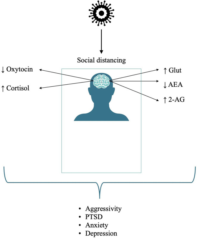 Effects of isolation on neurocircuitry and related detrimental mental health conditions.