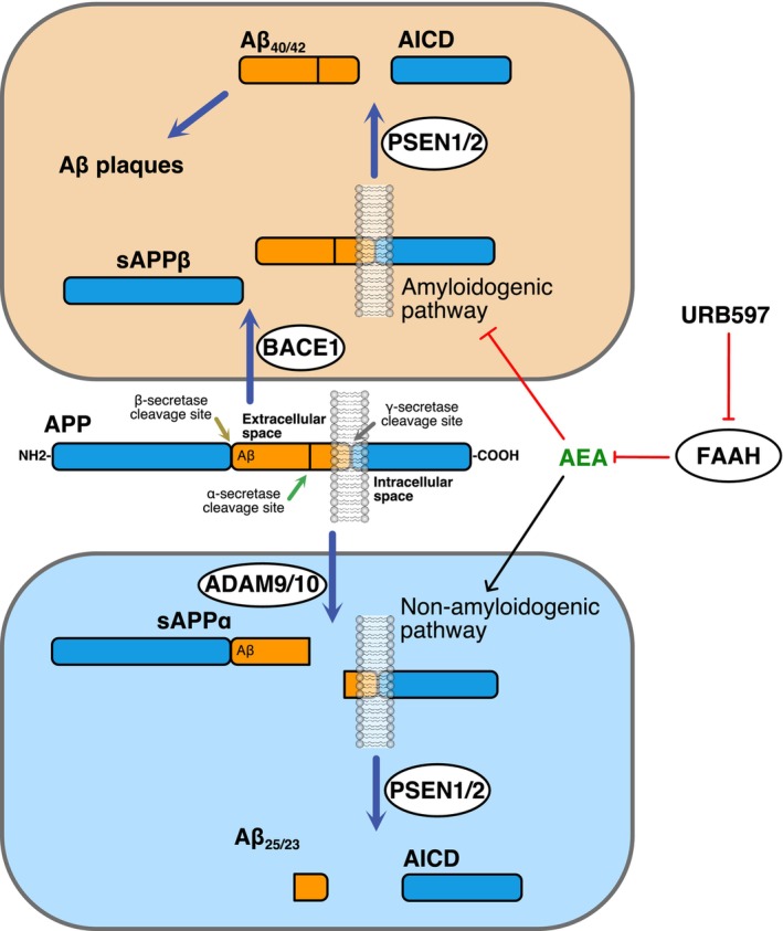 Schematic representation of amyloidogenic and nonamyloidogenic pathways of amyloid precursor protein (APP) processing. In the amyloidogenic pathway (top), β‐secretase (i.e., BACE1) cleaves APP to produce the soluble fragment sAPPβ. The resulting APP C‐terminal fragment is then cleaved by γ‐secretase (i.e., PSEN1/2) to produce Aβ40/42, and APP intracellular domain (AICD). In the nonamyloidogenic pathway (bottom), α‐secretase (i.e., ADAM9/10) cleaves APP to release sAPPα. The resulting APP C‐terminal fragment is then cleaved by γ‐secretase (i.e., PSEN1/2) to release AICD and Aβ25/23. By inhibiting FAAH activity, URB597 leads to an increase in N‐arachidonoylethanolamine (AEA) tone and signaling, resulting in the blocking of the amyloidogenic pathway and concomitant stimulation of the nonamyloidogenic pathway. Black lines indicate an activating effect, and red lines indicate an inactivating effect.