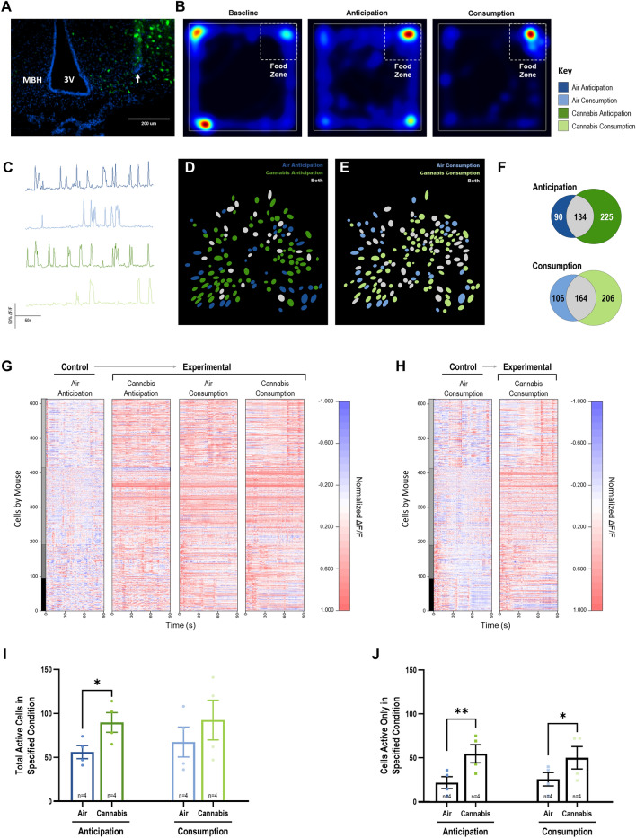 Cannabis Activates a Distinct Population of MBH Neurons. (A) illustrates GFP (green) and DAPI (blue) labeled neurons in the MBH of C57BL6/J male mice (scale bar set at 200 μm). The white arrow denotes the GRIN lens track. (B) Heatmap illustrating conditioned approach behavior within the arena where HFD was offered. (C) Representative DF/F Ca2+ traces from MBH neurons in mice exposed to air (blue) or cannabis (green). (D)–(E) field of view illustrating non-overlapping, overlapping and novel neurons activated by cannabis during HFD anticipation (D) and consumption (E). Blue color = air condition, white = overlapping neurons, green = cannabis condition. (F) Venn diagrams quantifying all neurons active in both air and cannabis conditions during anticipation (top) or consumption (bottom) in gray, and each condition independently (air = blue, green = cannabis). (G) Normalized DF/F Z-score heatmapping of neuronal activation in each condition relative to the air anticipation baseline over a 90 s period for each mouse (n = 4; each mouse cell set is indicated in separate shades of gray on the y-axis) included in the analysis. (H) Normalized DF/F Z-score heatmapping of neuronal activation in cannabis consumption relative to the air consumption baseline over a 90 s period for each mouse. Active cells differences were analyzed using a two-way repeated measures ANOVA with Tukey HSD post-hoc testing. (I) Quantification of active neurons in each condition, both air versus cannabis and the interaction of air versus cannabis and feeding stage, anticipation versus consumption, were significantly different. Post-hoc analysis revealed overall significance between air and cannabis totals, and of anticipation (left) for air and cannabis. (J) Quantification of activated MBH cells when mice entered the FZ. Both air versus cannabis and the interaction between air and cannabis and anticipation and consumption was significantly different. Post-hoc testing revealed significant differences between air and cannabis exposure in both anticipation and consumption. See Supplemental Tables S9 and S10 for detailed statistical information for the two-way repeated measures ANOVA testing, and the post-hoc Tukey HSD testing respectively.