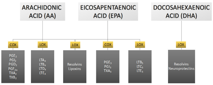 Main eicosanoids formed from arachidonic, eicosapentaenoic, and docosahexaenoic acids with consideration of the enzymes involved in the metabolic transformations of these acids. COX—cyclooxygenase, LOX—lipoxygenase, LT—leukotriene, PG—prostaglandin, TX—thromboxane.