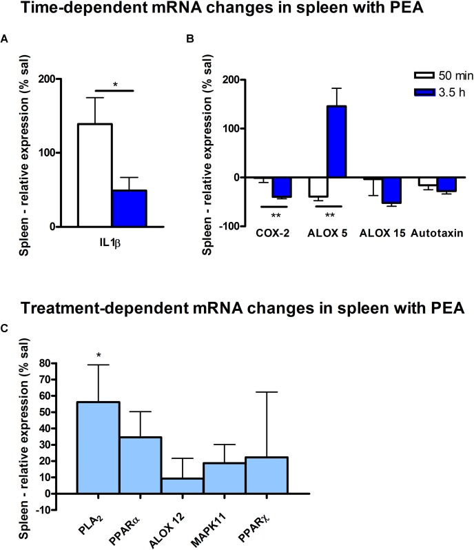 mRNA levels of spleen after PEA treatment: relative mRNA values after PEA treatment as percentage of saline-treated mice, presented as mean value ± SEM. (A) Time point 1: time specific mRNA changes after 50 min of sub-chronic PEA treatment. Relative mRNA levels for two different time points are shown and only genes significantly changing after 50 min of PEA treatment are depicted. (B) Time point 2: time-specific mRNA changes after 3.5 h of PEA treatment. Relative mRNA levels for two different time points are shown and only genes significantly changing after 3.5 h of PEA treatment are depicted. Significant differences between the time points underline time specificity for these mRNAs and are depicted on the graph when occurring. (C) Merged time points: relative mRNA levels for merged time points. Changes for cPLA2 are significant when pooling the time points. Data were considered significant at a p-value < 0.05, e.g., ∗∗∗p < 0.001, ∗∗p = 0.001 to 0.01; ∗p = 0.01 to 0.05.