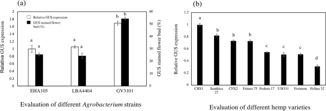 Effect of the Agrobacterium strains on the transient GUS expression in male flowers (a). Effect of the hemp cultivars on the transient GUS expression in the mature leaf (b). Bars represent ± standard error of the mean. Identical letters indicate no significant difference (P < 0.05). Statistical analysis was performed using a 1-way ANOVA with Tukey’s multiple comparison test.