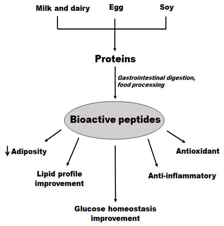 Summary of the main effects of bioactive peptides from food on obesity and related metabolic disturbances.