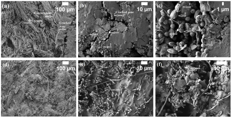 Microstructure of HS- and CS-based biocomposites impregnated with different oils after incubation for 6 months (1—fungus Rh. oryzae, 2—fungus A. fumigatus, 3—bacterium P. putida): (a) surface of biocomposite with linseed oil (magnification ×100); (b) surface of biocomposite with linseed oil (magnification ×1000); (c) 5 mm depth of biocomposite with linseed oil (magnification ×3000); (d) surface of biocomposite with tung tree oil (magnification ×100); (e) surface of biocomposite with tung tree oil (magnification ×1000); (f) 5 mm depth of biocomposite with tung tree oil (magnification ×1500).