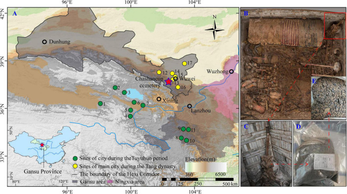 Location of the Chashancun cemetery (A) and the plant remains in the cemetery (B–E). 1-Xiangride, 2-Jiamugeertan, 3-Tiebuqia, 4-Xiatang, 5-Zhidongjiala, 6-Qinghaihu, 7-Qugou, 8-Bugang, 9-Niutou, 10-Kaba, 11-Minghe, 12-Tianbao, 13-Guzang, 14-Jialin, 15-Shenniao, 16-Changsong, and 17-Wuwei.