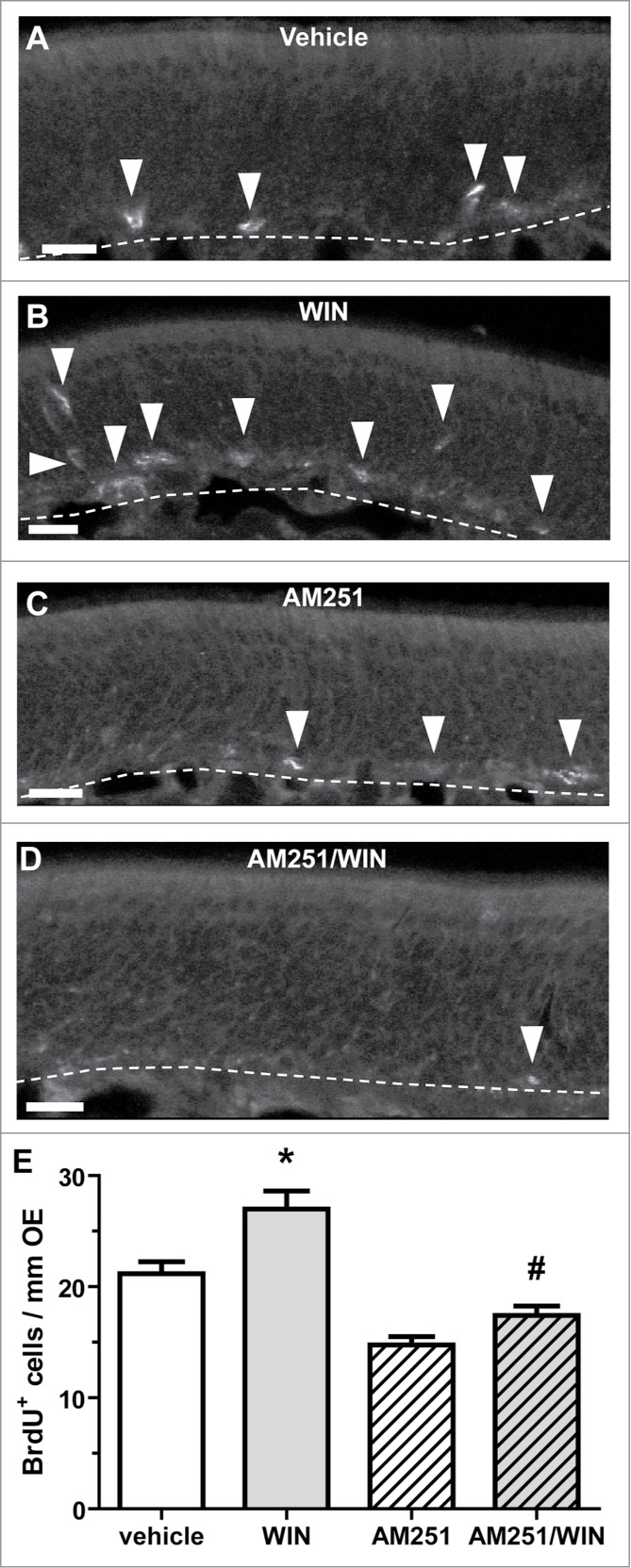 WIN promotes proliferation in the adult mouse olfactory epithelium via CB1-receptors. (A–D) Representative images of BrdU immunoreactivity in olfactory epithelium of Swiss Webster mice treated with (A) vehicle (1% DMSO), (B) CB1/CB2 receptor agonist WIN (10 μM) (C) CB1 receptor antagonist AM251 (10 μM), or (D) AM251 30 minutes prior to WIN (AM251/WIN). BrdU (i.p., 18 mg/kg) was injected 3 and 6 hours before tissue collection 48 hours post-treatment. Arrow heads indicate BrdU positive cells. Dashed white lines delineate basement membrane. Scale bar, 10 μm. (E) Bar graph showing number of BrdU+ cells per each treatment group (mean ± SEM). *p < 0 .01 vs. vehicle; # p < 0 .001 vs. WIN. (One way ANOVA followed by Bonferroni multiple comparison test; n = 6 mice/group).