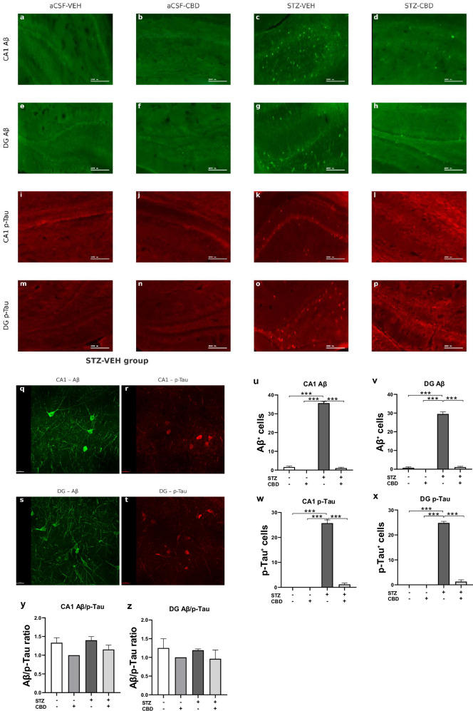 Immunohistochemical Analysis of Aβ and p-Tau in the CA1 and DG of Rats with ICV-STZ-Induced AD.a–p Representative images illustrating Aβ (green; a–h) and p-Tau (red; i–p) labeling in the CA1 and DG in the different experimental groups (Scale bar = 1000 μm). q–t Enlarged (40×) representative images of Aβ and p-Tau labeling in the STZ-VEH group: CA1 q, r and DG s, t, presented with a 30 μm scale. Panels u-z present quantification of Aβ⁺ u, v and p-Tau⁺ w, x cells in CA1 and DG. STZ administration significantly increased the number of Aβ⁺ and p-Tau⁺ cells in both regions compared to control groups. CBD co-treatment reduced the number of labeled cells in STZ-treated animals. Analysis of the Aβ/p-Tau cell ratio in CA1 y and DG z revealed no significant differences among the groups. Data are presented as mean ± SEM. Statistical analysis was performed using two-way ANOVA followed by post hoc comparisons. (n = 4 per group), ***p < 0.001.
