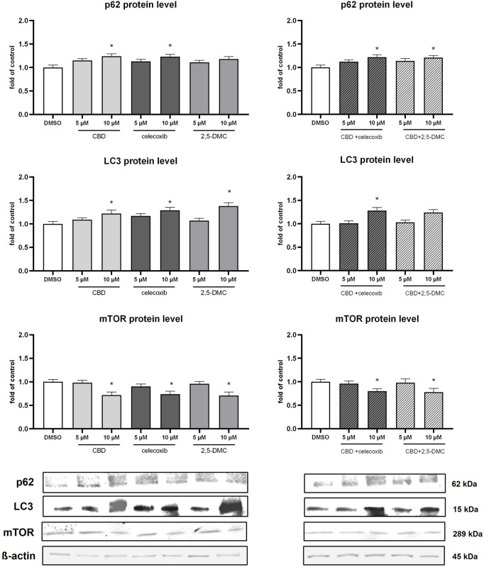 Bar graphs compare protein levels (p62, LC3, mTOR) under different treatments: DMSO, CBD, celecoxib, and 2,5-DMC at 5 µM and 10 µM doses. Significant differences are marked with asterisks. Western blots below show protein bands for p62, LC3, mTOR, and β-actin, with molecular weights labeled.