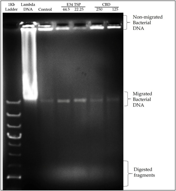 Agarose gel analysis of S. Typhimurium treated to CBD extract, or E34 TSP.