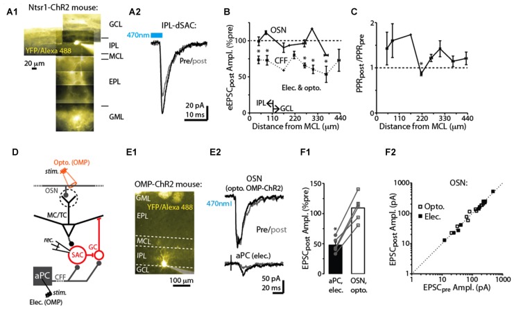 Specificity of DSE in dSACs. (A1) Reconstructed epi-fluorescence image of an internal plexiform layer (IPL)-dSAC filled with Alexa 488 in a bulb slice from an ntsr1-ChR2-YFP mouse. Note dendrites restricted to the IPL and processes crossing through the external plexiform layer (EPL). Signals in the glomerular layer (GML) and GCL likely in part reflect ChR2-YFP. MCL = mitral cell layer. (A2) Mean light-evoked CFF-EPSCs (averages of 10 trials) recorded from the IPL-dSAC in (A1), both before (black) and 2.5 s (gray) after a 5 s depolarization to the test cell. (B) Summary of the effect of a 5-s depolarization of the test dSAC on the amplitude of EPSCs plotted vs. the distance between the dSAC cell body and the MCL. Note that for the CFF-EPSCs (n = 61 dSACs), the magnitude of DSE is independent of the location of the dSAC. Also plotted is a similar analysis performed on EPSCs evoked by stimulation of olfactory sensory neurons, OSNs (n = 21 dSACs; see example in Part E). Bins: 55 μm. The IPL/GCL border was located approximately 110 μm from the MCL (arrows). *p < 0.05, n = 7–14. (C) Summary of the effect of dSAC depolarization on the PPR of CFF-EPSCs vs. distance between the dSAC cell body and the MCL. Same experiments as CFF data in Part (B). *p = 0.022, paired t-test, n = 7. (D) Protocol for comparing CCF-EPSCs in dSACs with feedforward EPSCs evoked by stimulation of OSN inputs. Feedforward EPSCs were evoked using light pulses in olfactory marker protein (OMP)-ChR2-YFP mice (as shown) or with electrical stimulation of OSNs. (E) Feedforward EPSCs evoked in a dSAC were not impacted by dSAC depolarization. Illustrated is the image of the Alexa Fluor-filled IPL-dSAC (E1) and current traces in the same cell evoked by optogenetic OSN stimulation (E2, top) and electrical stimulation in aPC (E2, bottom). In the image in (E1), note the fluorescent glomeruli at top reflecting ChR2-YFP. (F1) In five dSACs in which both OSN-driven excitatory currents and CFF-EPSCs were recorded, depolarization of the test cell reduced the CFF-EPSC without impacting the OSN-driven current. Five to 20 trials were recorded in each cell for each type of stimulus. *p < 0.001, paired t-test, n = 5. (F2) Effect of dSAC depolarization on OSN-driven excitatory currents in 20 dSACs. Experiments were separated by whether currents were light evoked (in OMP-ChR2 mice; open symbols) or by electrical stimulation in the OSN layer (filled symbols).