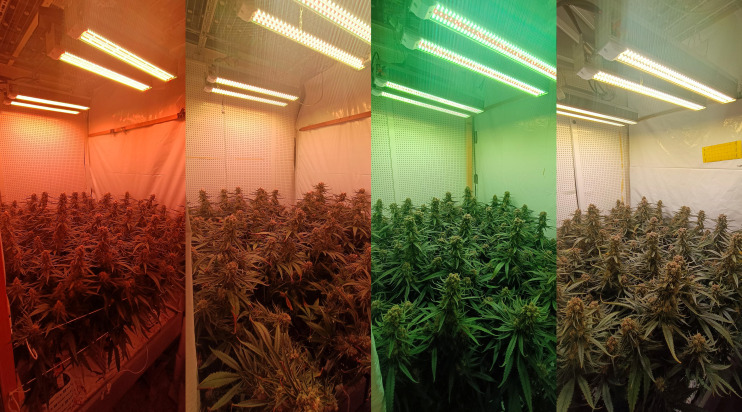 Photographs of Cannabis sativa under the treatment spectra, 42 days after start of the short-day phase, 56 days after transplanting. Spectra are displayed from left to right as follows: 6B-19G-75R/2Peaks, 7B-20G-73R/Narrow, 15B-42G-43R/Narrow, and 17B-40G-43R/Broad.
