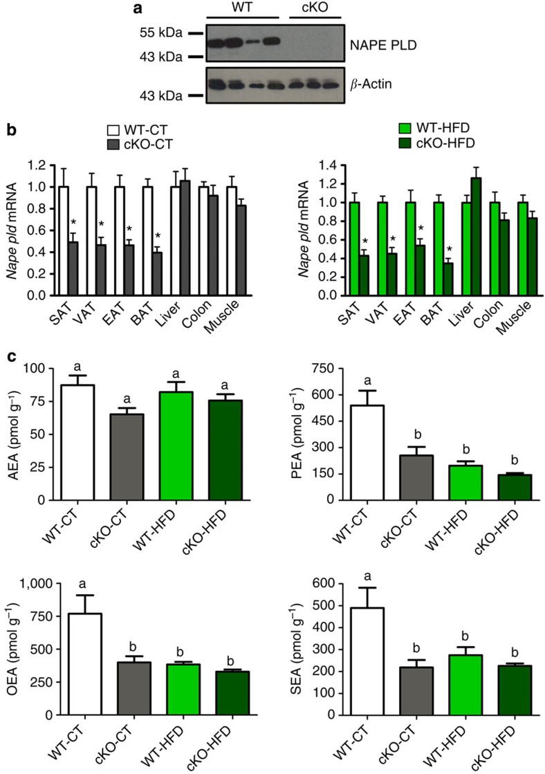 Specific deletion of Napepld in adipose tissue.(a) Representative adipose tissue immunoblot of NAPE-PLD and β-actin in WT mice and cKO mice. (b) mRNA relative expression of Napepld in different adipose tissue deposits (subcutaneous, visceral, epididymal and brown adipose tissue—SAT, VAT, EAT and BAT), as well as in liver, colon and tibialis muscle under CT diet and HFD in cKO mice and WT mice (n=20–27). These data (a,b) correspond to the results of three independent experiments. Data with ‘*’ indicate a significant difference (P<0.05) versus WT-CT or WT-HFD according to the unpaired two-tailed Student’s t-test. (c) SAT levels of AEA, PEA, OEA and SEA (pmol per g tissue) measured by HPLC-MS (n=6–10). Data are presented as the mean±s.e.m. Data with different superscript letters are significantly different (P<0.05) according to post-hoc one-way analysis of variance statistical analysis.