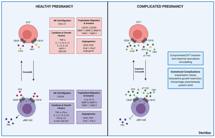 Crosstalk between uNK cells and EVTs in healthy and complicated pregnancies. uNK cells and EVTs express the primary cannabinoid receptors, CB1R and CB2R [43,47]. While uNK cells have only been shown to participate in local AEA production, EVTs can synthesize both AEA and 2-AG [43,47]. In healthy pregnancy, communication between uNK cells and EVTs is necessary for peripheral NK cell migration to the decidua, EVT migration and invasion, regulation of cytokines and growth factors, and angiogenesis [77,78,82,86,87]. However, pregnancy complicated by cannabis use is associated with inhibited intracellular cAMP activity that results in impaired PRL secretion and decidualization [121,122]. Exposure to ∆9-THC, and perhaps CBD, can thus alter uNK cell-EVT crosstalk, which may lead to gestational complications through compromised invasion and maternal vasculature remodelling. Unfortunately, the effects of CBD in the decidua and placenta remain undefined in comparison to those of ∆9-THC. The long arrows shown in the panels represent interactions between uNK cells and EVTs. In the healthy pregnancy panel, the short arrow signifies the secretion of PRL by uNK cells, which is replaced with an inhibitory arrow in the complicated pregnancy panel. Moreover, the major functions of uNK cells and EVTs in pregnancy are shown in purple and red boxes, respectively, and the overall implications of impaired crosstalk are shown in blue. Created with BioRender.com (accessed on 7 March 2021).
