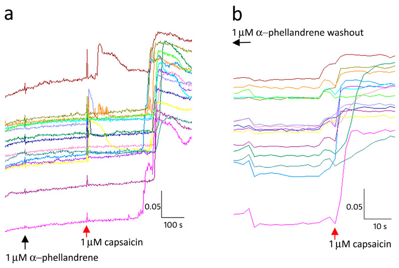 Terpene inhibition of capsaicin responses is reversible. In the presence of α-phellandrene capsaicin responses were inhibited at the point of application (red arrow, (a)). Following washout of medium, capsaicin application 45 min later, restored immediate responses in the absence of α- phellandrene (b). Scale bar: X-axis shows time in seconds and Y-axis shows the 340/380 (bound/unbound calcium) ratio, in individual neurons depicted by different colours.