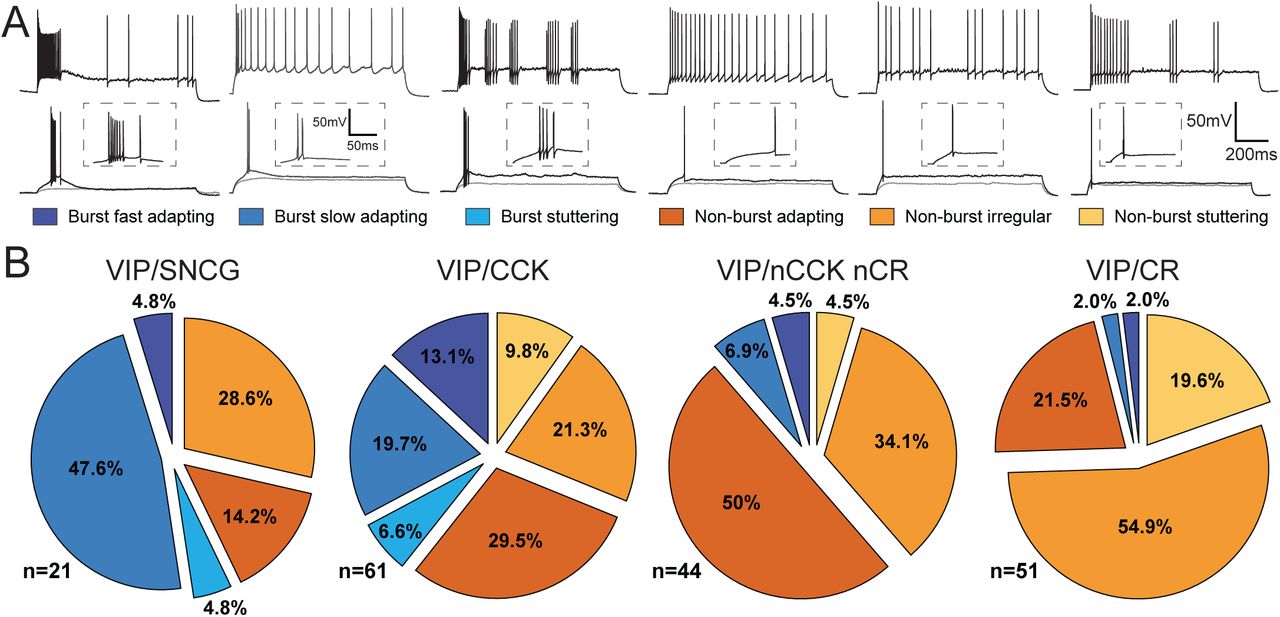 Firing patterns of VIP IN populations.(A) Firing properties of VIP INs in response to step depolarizations. Shown are the responses of representative cells to a just subthreshold, threshold, and suprathreshold current injection. Insets show a magnification of the area near the first spike for the threshold response. L2-4 VIP neurons in vS1 showed one of six distinct firing patterns: Burst fast adapting (dark blue) neurons exhibited an initial high-frequency burst of at least three action potentials riding on a calcium hump (inset), followed by rapid adaptation or complete cessation of spiking at rheobase (bottom). During suprathreshold current (top) injections, these neurons largely maintained bursting behavior, though some generated additional spikes. Burst slow adapting (medium blue) neurons fired an initial burst of at least two action potentials at rheobase (bottom; inset), followed by a gradual adaptation in firing rate over the duration of the current injection step at suprathreshold levels (top). Burst stuttering (light blue/cyan) neurons displayed an initial burst of at least three action potentials with fast and low afterhyperpolarizations (AHPs) at rheobase (bottom; inset). During suprathreshold depolarizations, these neurons exhibited intermittent bursts of action potentials with irregular interspike intervals (top). Non-burst adapting neurons (dark orange) generated a single spike at rheobase (bottom; inset) and a train of spikes during suprathreshold current injections, showing a gradual decrease in firing frequency over the course of the depolarizing step (top). Non-burst irregular neurons (medium orange) fired a single spike at rheobase (bottom; inset) and exhibited irregular spiking patterns at suprathreshold depolarization, without a clear adaptation pattern (top). Non-burst stuttering (light orange/yellow) neurons generated a single spike with fast and low AHPs at rheobase (bottom; inset) and displayed intermittent bursts of action potentials with irregular interspike intervals during suprathreshold current injections (top). (B) Electrophysiological Subtype Distribution of firing patterns in VIP IN populations. Shown is the proportion of distinct firing patterns for VIP/SNCG (n = 21), VIP/CCK (n = 61), VIP/nonCCK/nonCR (n = 44), and VIP/CR (n = 51) neurons. VIP/SNCG and VIP/CCK neurons predominantly exhibited bursting firing patterns, whereas VIP/nonCCK/nonCR neurons were more commonly associated with non-burst adapting behavior, and CR neurons displayed a higher prevalence of irregular spiking phenotypes.
