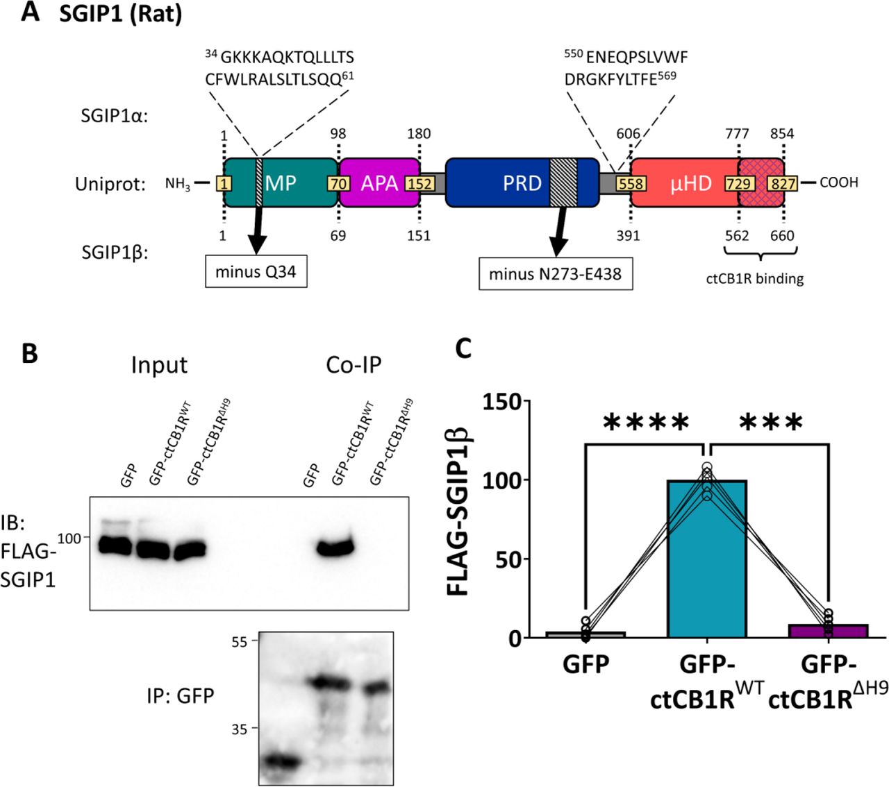 H9 interacts with SGIP1.(A) Schematic comparing the three known SGIP1 isoforms. The SGIP1 isoform we cloned from a cDNA library extracted from rat primary cortical cultures, designated here as SGIP1b, conforms to predicted SGIP1 transcript variant X19 (NCBI Reference Sequence: XM_017593774.2). This variant comprises 660 amino acids and differs from the standard SGIP1 variant found on Uniprot (which corresponds to predicted transcript variant X9, NCBI Reference Sequence: XM_017593764.2) by two deletions – a single residue deletion (Q34) in the MP domain and a 165-residue deletion in the PRD (black hatched region). Importantly, SGIP1b does not contain the two additional regions found in SGIP1α, the first of which has been found to be necessary for membrane tubulation (31).The blue cross-hatched region in the µHD indicates the region that binds ctCB1R (23). MP = membrane phospholipids binding domain; APA = AP-2 Activator motif; PRD = Proline-Rich Domain; µHD = µ Homology Domain. (B) Representative immunoblots showing that FLAG-SGIP1b co-immunoprecipitates with GFP-ctCB1RWT, but not GFP-ctCB1RΔH9 or GFP control, in HEK293T cells. (C) Quantification of data represented in (B). Significantly more FLAG-SGIP1b co-immunoprecipitates with GFP-ctCB1RWT than with a GFP control (GFP vs. ctCB1RWT: mean ± SEM, 4.04 ± 1.95 vs. 100 ± 3.23; ****p < 0.0001) or with GFP-ctCB1RΔH9 (ctCB1RWT vs. ctCB1RΔH9: mean ± SEM, 100 ± 3.23 vs. 8.70 ± 2.38; ***p = 0.0002), suggesting that FLAG-SGIP1b specifically interacts with H9. Level of FLAG-SGIP1 co-IP with GFP-ctCB1RΔH9 was comparable to that of the GFP control, suggesting that H9 is the only interaction site of FLAG-SGIP1b in ctCB1R (GFP vs. ctCB1RΔH9: mean ± SEM, 4.04 ± 1.95 vs. 8.70 ± 2.38; nsp = 0.3340). FLAG-SGIP1 signal was normalised to GFP-IP signal and expressed as a percentage of ctCB1RWT. Matched one-way ANOVA with Tukey’s post hoc test. n = 5 independent experiments per condition.