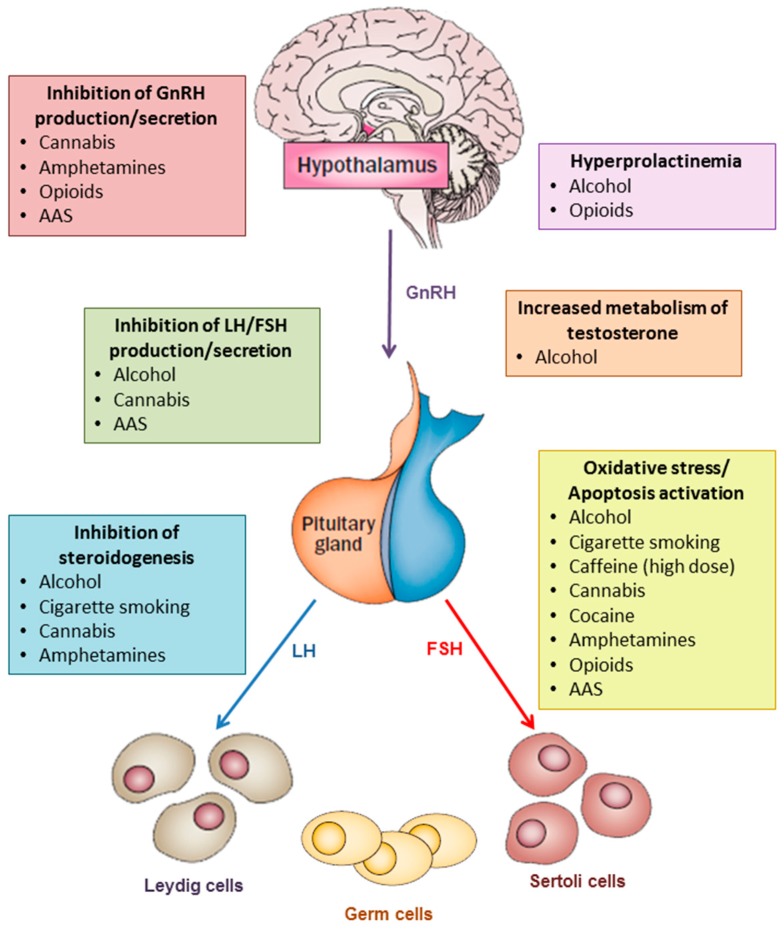 The main mechanisms by which substance/drug abuse may decrease testosterone levels and sperm production are: inhibition oh GnRH production/secretion, increase in prolactin levels, inhibition of gonadotropin production/secretion, inhibition of steroidogenesis, increase in testosterone metabolism, oxidative stress, induction of apoptosis. Abbreviations: AAS = anabolic-androgenic steroids, FSH = follicle-stimulating hormone; GnRH = gonadotropin-releasing hormone; LH = luteinizing hormone.