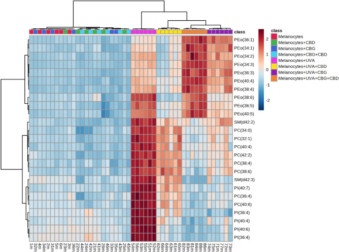Two-dimensional hierarchical clustering heat map of the 25 main phospholipids of the eight groups of melanocytes, non-irradiated (melanocytes), irradiated with UVA (melanocytes + UVA) and treated with cannabidiol (5 µM) (CBD), cannabigerol (1 µM) (CBG) or both phytocannabinoids (CBG + CBD), after the one-way ANOVA test.