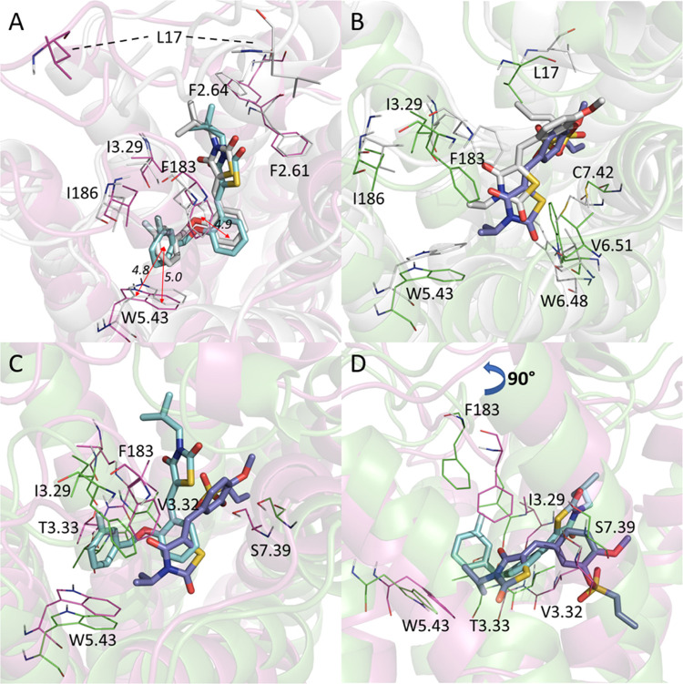 Superposition of the initial docking and representative MD binding poses of the representative CB2 agonist and antagonist. (A) Docking pose (white) vs MD poses for compound 6. (B) Docking pose (white) vs MD pose for Compound 39. (C) MD pose of compound 6 (magenta and cyan) vs MD pose of compound 39 (green and purple). (D) Side view of the MD pose of compound 6 (magenta and cyan) vs MD pose of compound 39 (green and purple).