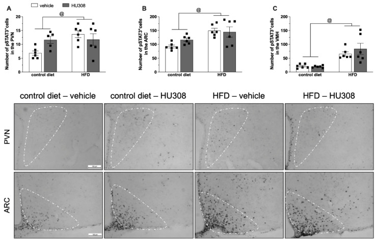 Effect of prolonged icv infusion of vehicle or HU308 for 2 weeks on the number of pSTAT3+ cells in the paraventricular (PVN), arcuate (ARC) and ventromedial (VMH) nuclei in animals fed a control diet or high-fat diet (HFD). Number of pSTAT3+ cells in the PVN (A), ARC (B) and VMH (C) nuclei in animals fed a control diet or HFD that received icv injection of vehicle (white bars) or HU308 (dark grey bars). The data are expressed as the mean ± SEM, n = 5–6 per group. One sample from control diet + HU308 group were missed during the pSTAT3 immunostaining protocol. Data were analyzed by two-way ANOVA followed by Tukey’s post-hoc test. @ p < 0.05 (effect of diet) Bottom panel: Representative photomicrographs of pSTAT3 immunostaining in the PVN (superior panel), ARC (central panel) and VMH (inferior panel) of control diet-fed or HFD-fed animals treated with vehicle or HU308.