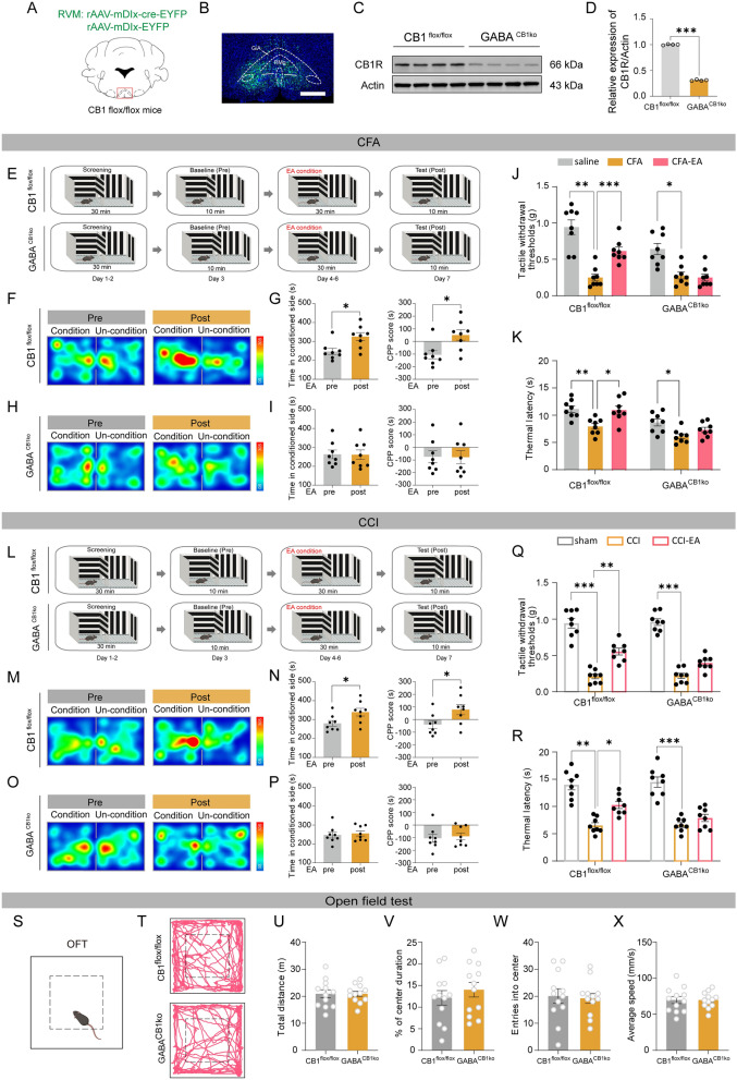 Knockdown of CB1Rd on GABARVM neurons antagonizes the analgesic and negative mood-relieving effects of EA. A The diagram illustrating the stereotaxic injection of AAV-mDlx-cre-EYFP virus or AAV-mDlx-EYFP viruses into the RVM region of CB1flox/flox mice. B The representative fluorescence image shows the injection site of the virus. Scale bars = 500 μm. C Representative immunoblots of CB1R protein levels in the RVM. D The CB1R expression levels were normalized to the expression level of β-actin, n = 4 mice per groups, *** p < 0.001 vs. CB1flox/flox control group, two-tailed unpaired t-test. E The schematic diagram of the experiment design for the conditioned place preference (CPP) test. F The representative tracking maps of CFA-induced CB1flox/flox mice in the CPP before and after the EA conditioning. G The time spent in the EA-conditioned chamber and CPP score of CFA-treated CB1flox/flox mice. H The representative tracking maps of CFA-treated GABACB1KO mice in the CPP before and after the EA conditioning. G The time spent in the EA-conditioned chamber and CPP score of CFA-treated GABACB1KO mice. For G and I, *p < 0.05 vs. pre-EA condition, two-tailed paired t-test, n = 8. (J-K) The effect of CFA and EA on the tactile withdrawal thresholds (J) and the thermal withdrawal latency (K) of CB1flox/flox and GABACB1KO mice. L The schematic diagram of the experiment design for the conditioned place preference (CPP) test. M The representative tracking maps of CCI-treated CB1flox/flox mice in the CPP before and after the EA conditioning. N The time spent in the EA-conditioned chamber and CPP score of CCI-treated CB1flox/flox mice. O The representative tracking maps of CCI-treated GABACB1KO mice in the CPP before and after the EA conditioning. P The time spent in the EA conditioned chamber and CPP score of CCI-treated GABACB1KO mice. For G and I, *p < 0.05 vs. pre-EA condition, two-tailed paired t-test, n = 8 mice per group. Q-R The effect of CCI and EA on the tactile withdrawal thresholds (Q) and the thermal withdrawal latency (R) of CB1flox/flox and GABACB1KO mice. For J-K and Q-R, *p < 0.05, **p < 0.01 and ***p < 0.001 vs. CFA- or CCI-treatment within CB1flox/flox and GABACB1KO group, two-way ANOVA followed by Bonferroni’s post hoc tests, n = 8 mice per group. S-T The representative tracking maps of CB1flox/flox and GABACB1KO mice in the open field test. U-X The total distance moved (U), the ratio of time spent in the center (V), the entries into the center (W), and the average speed (X) of CB1flox/flox and GABACB1KO mice in the open field. n = 12 mice per group. All data are shown as mean ± SEM