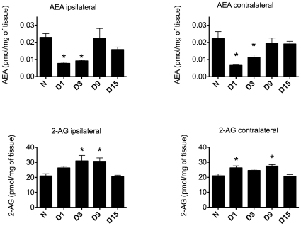Spinal endocannabinoid levels are dynamically regulated following paw incision.Spinal cord concentrations of AEA and 2-AG were determined in the lumbar spinal cord of naïve rats (N, n = 3) and in the ipsilateral and contralateral lumbar spinal cord of rats at days 1 (D1), 3 (D3), 9 (D9) and 15 (D15) after paw incision surgery (n = 6 for each group). *p<0.05 vs. naïve group by one-way ANOVA followed by Dunnett's post test. 2-AG: 2-Arachidonoylglycerol, AEA: Anandamide.