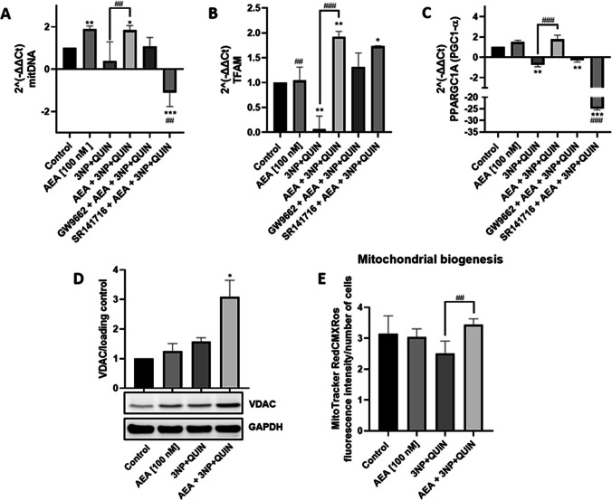Effect of AEA on the expression of mitochondrial markers in neuronal cells exposed to 3NP + QUIN. (In A-C) The relative expression of mtDNA and genes TFAM and PPARGC1A (PGC1-α protein) was quantified by qPCR and normalized against actin as a housekeeping gene (2^(-ΔΔCt). (In D) Western blot assay for VDAC and densitometry. (In E) Quantification of fluorescence intensity of MitoTracker RedCMXRos. All data are present means ± SD of n = 3 experiments per group, with 2 repeats per experiment. Statistical significance was calculated by one-way ANOVA followed by Bonferroni’s multiple comparisons test. (*) Denotes differences vs. the control. (#) Denotes differences vs. 3NP + QUIN. * p = 0.0166, **,## p ≤ 0.0094, ***.### p ≤ 0.0001