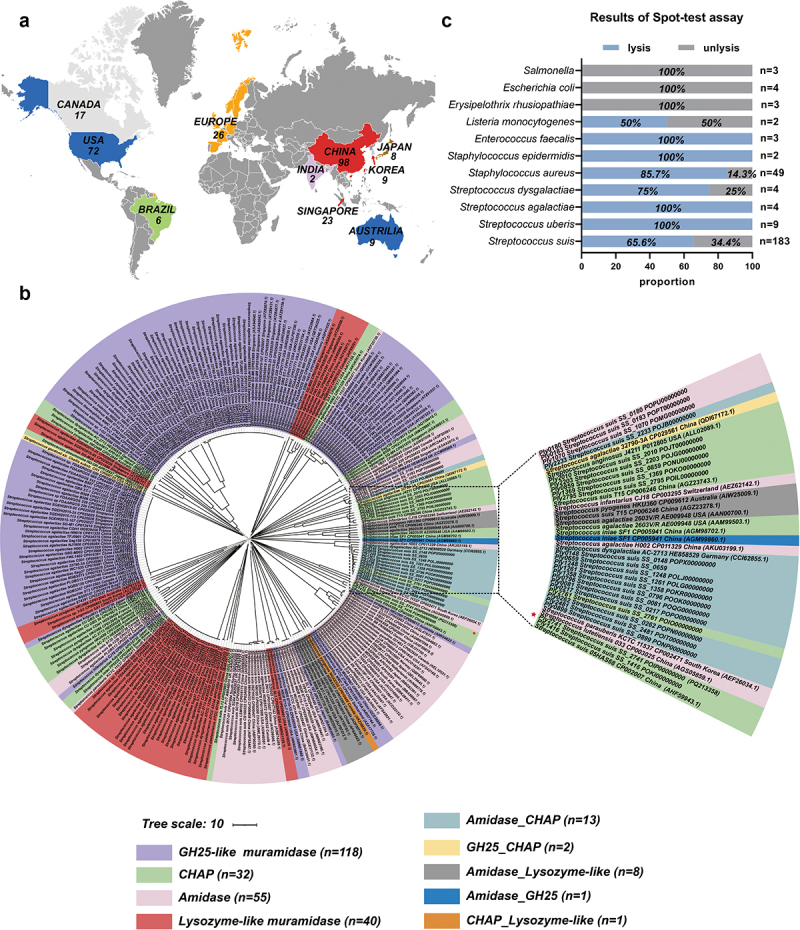 Phylogenetic relationships of endolysins from the Streptococcus genus and antibacterial activity of Ply2741 against different genus bacteria. (a) Global distribution of endolysins from the Streptococcus genus involved in phylogenetic relationships analysis. Different colors correspond to various countries and regions and the quantities of endolysins isolated from each country are indicated in the figure. Figures were generated using Adobe illustrator (Adobe Inc., USA). (b) Phylogenetic tree of Streptococcus endolysins. The phylogenetic tree was generated using Mega 7 and visualized using iTOL. Conserved structural domains was determined based on SMART predictions. The endolysins were classified into nine types based on catalytic domains and represented by different colors, with protein IDs labeled in the figure. Ply2741, located on a separate branch, was marked with a red asterisk. (c) Spot-test activity of Ply2741 against various bacteria. Purified Ply2741 was spotted onto bacterial lawns and incubated at 37°C for 12 h. The presence or absence of inhibition zones was observed, and the proportion was calculated accordingly. The details of results were shown in Table S1.