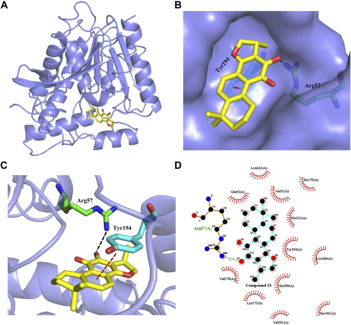 Interaction of cryptotanshinone (23, yellow sticks) with human MAGL. (A) Overview of molecule docking of compound 23 into human MAGL (PDB code: 5ZUN, light purple ribbon representation). (B) Surface rendering model showing the disposition of compound 23 (yellow sticks) in a hydrophobic binding pocket of MAGL (light purple). (C) Compound 23 shows the critical interactions with Arg57 and Tyr194. The MAGL domain is shown in ribbon representation. Compound 23 and the residues involved in ligand binding are represented with sticks. The Black dashed line represents a hydrogen bond interaction, while the red dashed line represents a π-π interaction. (D) 2D interaction diagram between compound 23 and MAGL. The ligands and protein side chains are shown in ball-and-stick representations with the ligand bonds colored in sky-blue. The hydrogen bond is shown as green dotted lines, while the spoked arcs represent protein residues making nonbonded contacts with compound 23.