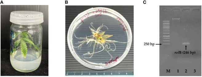 Seedling of C.sativa at 14 days (A), initial hairy roots of C. sativa at 16 days (B) and PCR analysis of rolB from hairy roots (C). M, GeneRuler 1kb Plus DNA Ladder; 1, genomic DNA; 2, transgenic hairy roots; 3, negative control.