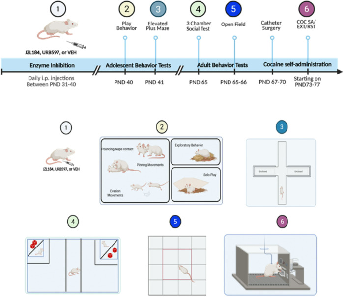 Overview of experimental design.Rats were treated with the monoacylglycerol lipase inhibitor JZL184, the fatty acid amide hydrolase inhibitor URB597, or vehicle (VEH) from post-natal day (PND) 31 through PND41 prior to testing for play behavior and behavior on the elevated plus maze during adolescence and behavior in the 3-chamber social choice test and in the open field during adulthood. Subsequently rats received venous catheters and were tested for cocaine self-administration (COC SA), cocaine seeking/extinction (EXT) and cocaine primed reinstatement (RST). Created with BioRender.com.