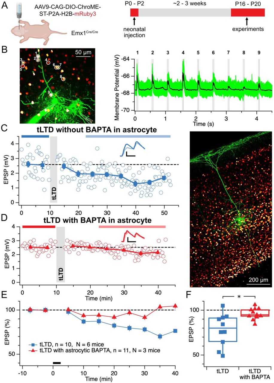 Astrocyte Ca2+ buffering abolishes tLTD.(A) ChroME was expressed in cortical excitatory neurons by neonatal viral injection (P0–P2) in Emx1Cre/Cre mice. Experiments were conducted at P16–P20.(B) Left: experimental setup showing a patched L5 pyramidal cell (Alexa 488, green), ChroME-expressing neurons (mRuby3, red), and a nearby astrocyte patched and loaded with BAPTA (Alexa 488, green). Numbers indicate presynaptic neurons scanned via 2p spiral stimulation. Solid circles met inclusion criteria; dashed circles were excluded during analysis. Right: sample postsynaptic response traces from nine presynaptic cells.(C) Sample recording without astrocytic BAPTA illustrating typical amount of tLTD. Grey shading indicates induction period. Inset scale bars: 25 ms, 1 mV.(D) Left: sample tLTD recording with astrocytic BAPTA loading showing reduced plasticity. Induction protocol and format as in (C). Right: associated confocal image showing the biocytin-filled PC and astrocyte, with mRuby-labeled ChroME-expressing cells in red.(E) Ensemble averages of tLTD with or without astrocytic BAPTA. Recordings with EPSP amplitudes <0.3 mV were excluded due to poor signal-to-noise ratio.(F) Astrocytic BAPTA prevented tLTD (after/before tLTD 78 ± 6% vs tLTD with BAPTA 96 ± 2%; t-test p < 0.05).