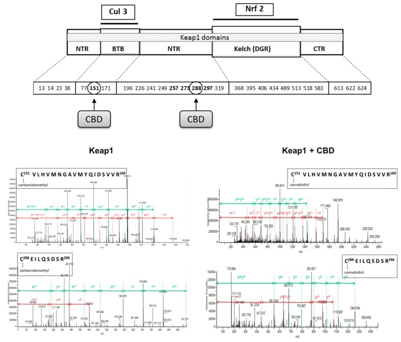 The localization of cysteine residues within Keap1 domains that form adducts with cannabidiol (CBD). Bolded cysteine residues are the most sensitive for oxidation.