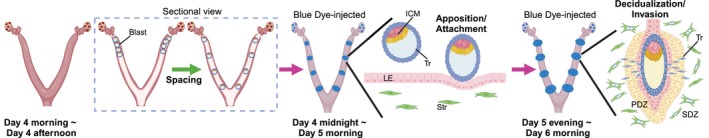 Time course of embryo implantation in mice. On the morning of day 4 after coitus (day 1 = plug positive), blastocysts arrive to the uterine cavity and evenly space with each other. Once embryos make an apposition and attach to the endometria, surrounding endometria show increased vascular permeability so that each implantation site can be visualized by intravenous injection of blue dye. On day 5, evening onward, the implantation sites become evident due to decidualization, and trophoblasts initiate the invasion of the primary decidual zone (PDZ) and secondary decidual zone (SDZ). Blast, Blastocyst; ICM, Inner cell mass; LE, Luminal epithelia; Str, Stroma; Tr, Trophectoderm/trophoblast. The image was prepared by Biorender.com.