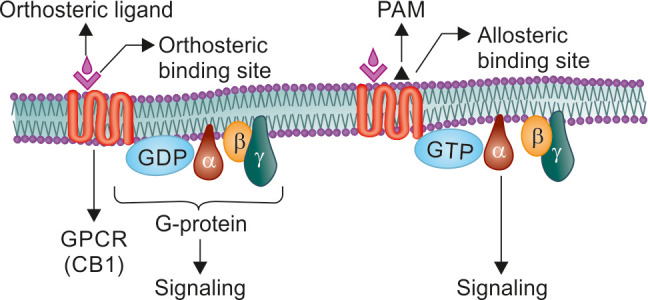 Allosteric modulator and binding site. CB1, cannabinoid receptor 1; GDP, guanosine diphosphate; GPCR, G protein coupled receptor; GTP, guanosine triphosphate; PAM, positive allosteric modulator; αßγ are subunits of G proteins