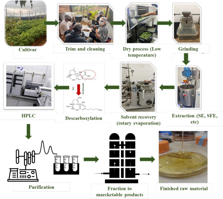 Flowchart of the Cannabis processing steps for cannabinoid extraction. Legend: HPLC = High Performance Liquid Chromatography, SE = Solvent Extraction, SFE = Supercritical Fluid Extraction