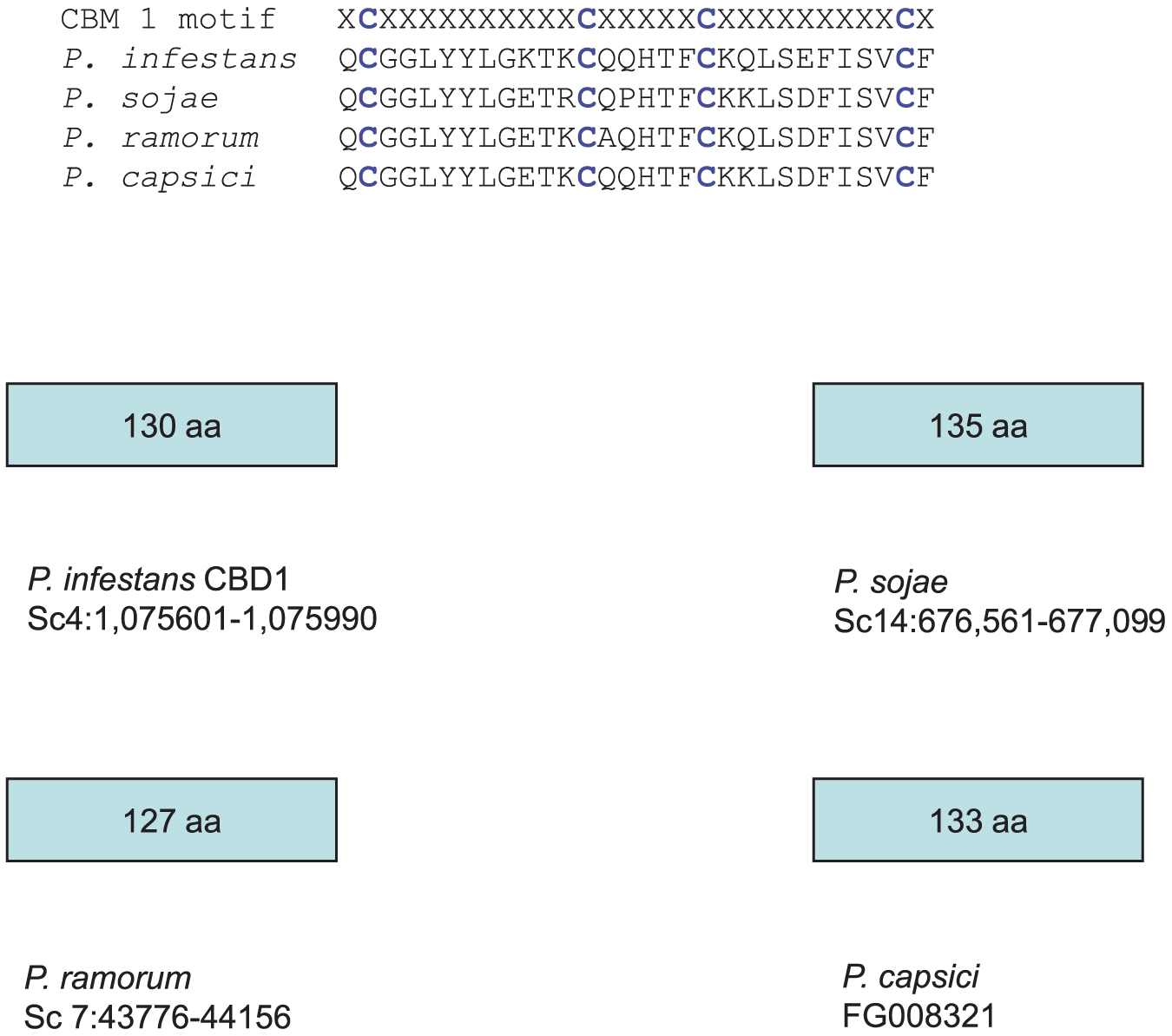 Identification of a small CBM1 protein in Phytophthora species.Disulfide bonds occur between C8:C25 and C19:C35.