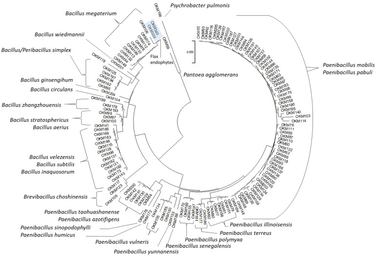 Nearest-Neighbor Phylogenetic Tree of 16S Amplicons from Culturable Seed-Borne Bacterial Endophytes. Amplicons were aligned using the MUSCLE algorithm prior to nearest-neighbor phylogenetic tree construction using the Tamura–Nei model on MEGA software (Version 11.0.11).