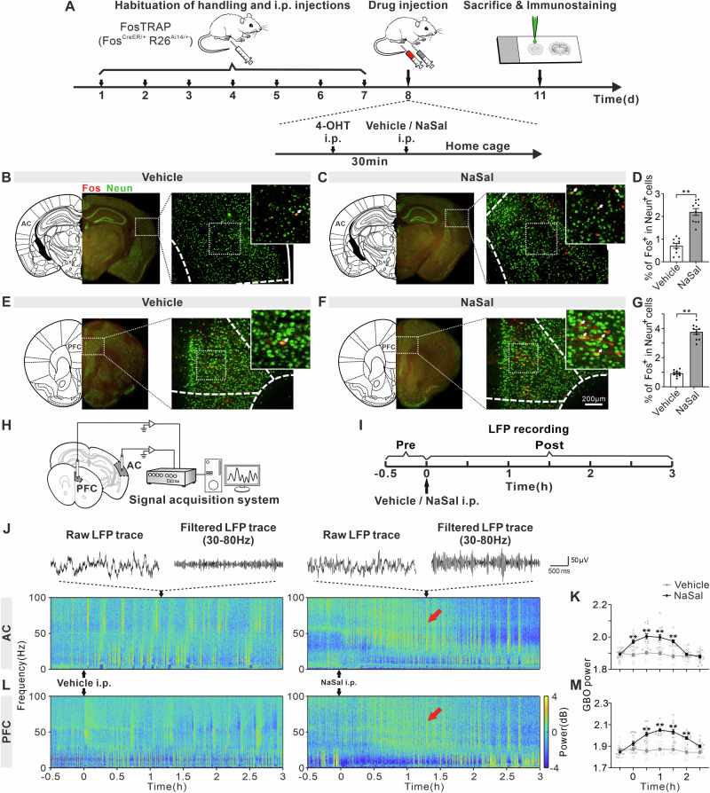 Expression of Fos and GBO in AC and PFC of NaSal-treated mice.A Timeline of TRAP technology for Fos and immunostaining for Neun. Fos and Neun expression observed in the AC of mice treated with vehicle (B) or NaSal (C). White arrow: NeuN+ FosTRAPed cells. D %FosTRAPed neurons in the AC. Fos and Neun expression observed in the PFC of mice treated with vehicle (E) or NaSal (F). G %FosTRAPed neurons in the PFC. Error bars: SEM. **p < 0.01, unpaired t-test, n = 10 mice per group. H Schematic diagram of electrophysiological recording. I Timeline of drug treatment and electrophysiological recording. Example raw traces, filtered traces and temporal-spectrograms of LFPs in the AC (J) and PFC (L). Red arrow marks the enhanced GBO. Function of mean GBO power against time in the AC (K) and PFC (M). Error bars: SEM. **p < 0.01 comparing between vehicle and NaSal groups, two-way ANOVA with Sidak multiple comparisons test, n = 15 mice per group.