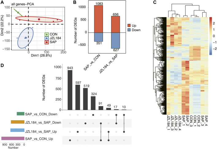 MAGL inhibitor broadly affect the gene expression profile of intestinal tissue of rats with SAP. (A) PCA base on FPKM value of all detected genes. The ellipse for each group is the confidence ellipse. The confidence ellipsis of the three groups did not overlap and the samples were obviously separated; (B) Bar plot showing the result of up-regulated and downregulated genes in the group comparisons. DEG analysis showed that 1,434 genes were differentially expressed between SAP and control groups; (C) Hierarchical clustering heat map showing expression levels of all DEGs. The expression of DEGs in SAP group showed slight differences due to individual responses to experimental treatments; (D) Overlap analysis plots of DEGs genes in each group. A total of 91 DEGs were downregulated in the JZL184 group compared with the SAP group, but were upregulated in the SAP group compared with the control group. n = 3 in control group. n = 4 in SAP group and JZL184 group.