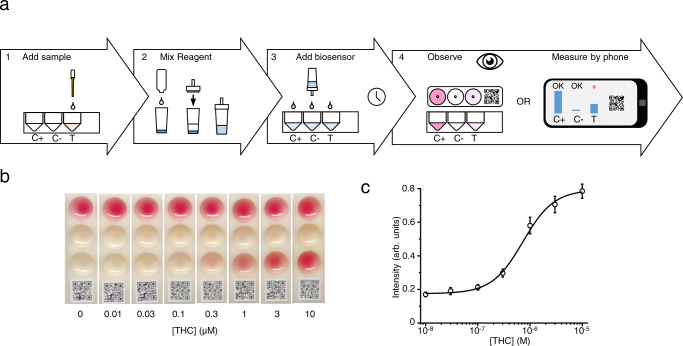 The portable colorimetric biosensor.a The cannabinoid biosensor was configured into a portable biosensor the output of which can be monitored by the eye. This biosensor workflow using the colorimetric strain KM205 consists of (1) Preparing the biosensor strain by activating it with concentrated media (this solution also includes the DOPA and O-da supplement), (2) adding the sample to be measured in the portable biosensor device, (3) adding the activated biosensor yeast to the device and incubating 4–16 h, (4) observing the color that was produced or measuring the signal by cell phone camera. b To test the portable biosensor workflow, a concertation series of CP55940 from 30 pM to 300 nM was added to the test wells (T) in of ten biosensor devices. Positive control wells (C + ) in each device had 300 nM CP55940 each and no negative control wells (C−) no cannabinoid. After the addition of the biosensor and 16 h of incubation, the color in test wells could be detected by eye down to 30 pM CP55940. c To quantify the biosensor signal for the portable colorimetric biosensor the above experiment was made in triplicate and the O-da-betacyanin pigment measured from a cellular phone photograph (see “Methods”). This resulted in a typical dose–response curve. For (c), data presented as mean + /− standard deviation. n = 3 biologically independent samples. Source data are provided in the Source Data file.